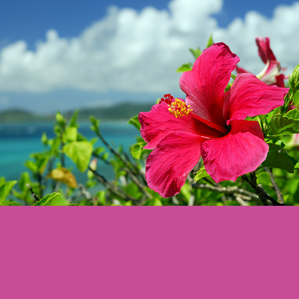 7.-Hibiscus-Pink 2